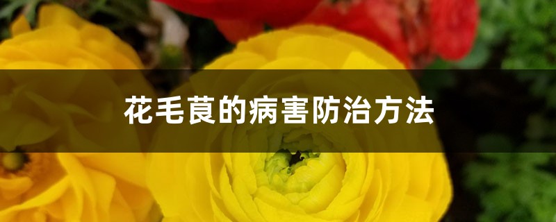 花毛茛的病害防治方法 花毛茛的病害防治方法