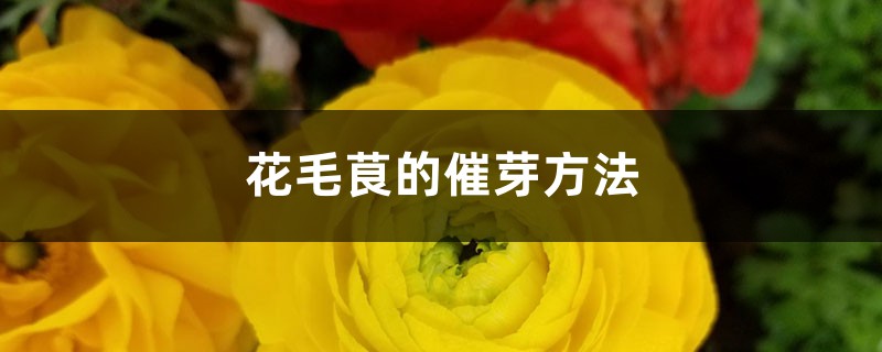 花毛茛的催芽方法 花毛茛的催芽方法