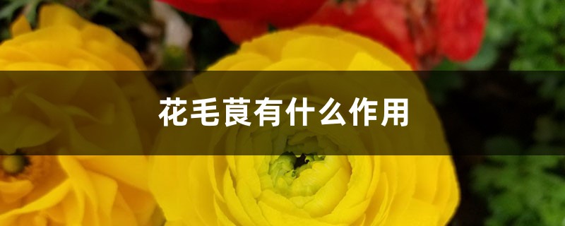 花毛茛有什么作用 花毛茛有什么作用