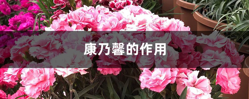 康乃馨的作用 康乃馨的作用