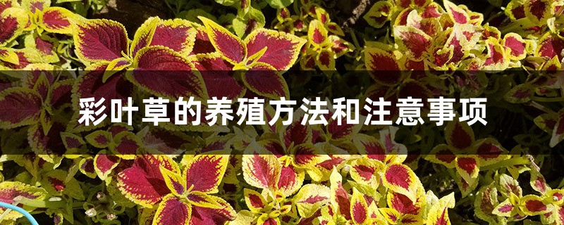 彩叶草的养殖方法和注意事项 彩叶草的养殖方法和注意事项
