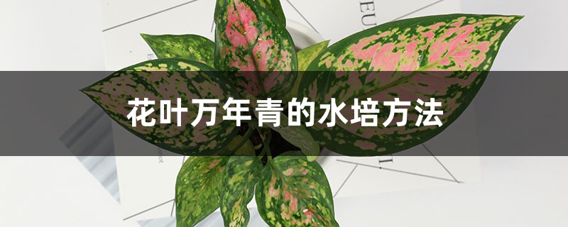 花叶万年青的水培方法 花叶万年青的水培方法