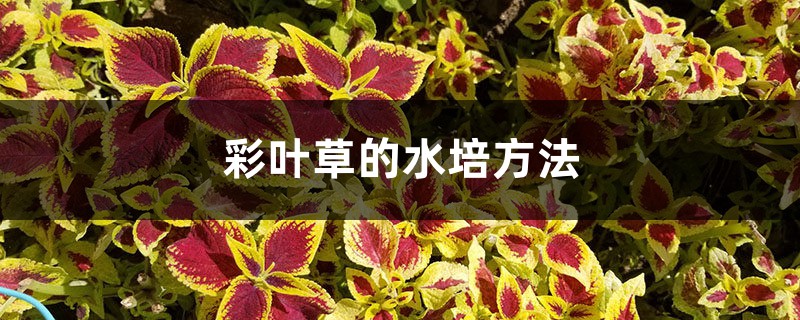 彩叶草的水培方法 彩叶草的水培方法