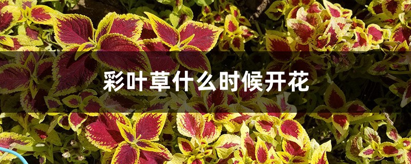彩叶草什么时候开花 彩叶草什么时候开花