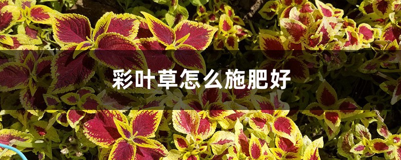 彩叶草怎么施肥好 彩叶草怎么施肥好