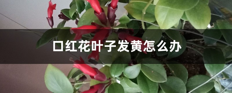 口红花叶子发黄怎么办 口红花叶子发黄怎么办