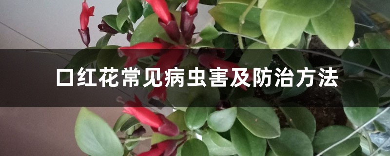 口红花常见病虫害及防治方法 口红花常见病虫害及防治方法
