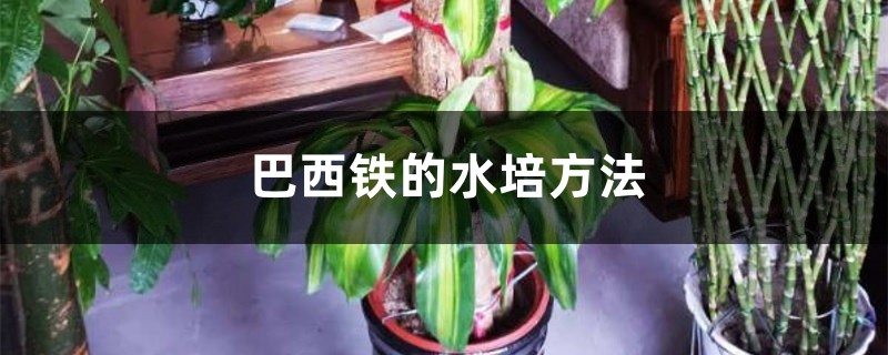 巴西铁的水培方法 巴西铁的水培方法