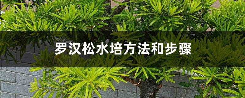 罗汉松水培方法和步骤 罗汉松水培方法和步骤