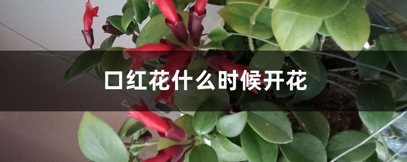 口红花什么时候开花 口红花什么时候开花
