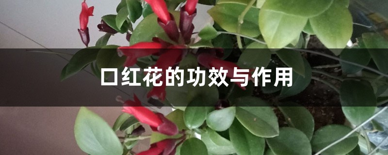 口红花的功效与作用 口红花的功效与作用