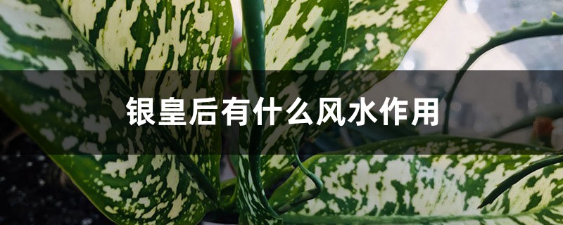 银皇后有什么风水作用 银皇后有什么风水作用