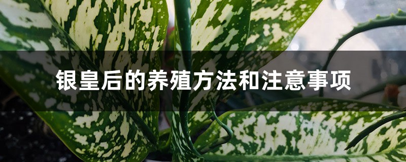 银皇后的养殖方法和注意事项 银皇后的养殖方法和注意事项