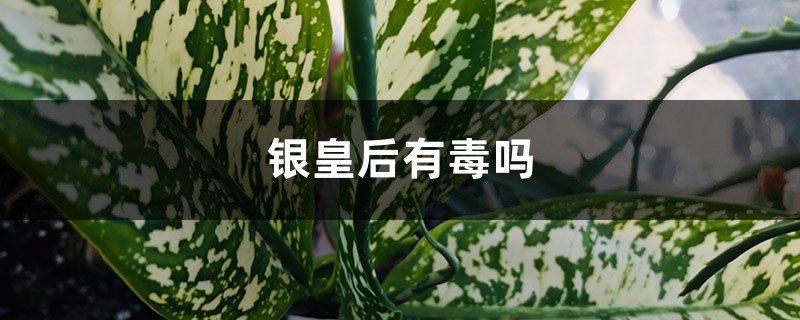 银皇后有毒吗 银皇后有毒吗