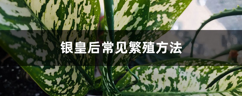 银皇后常见繁殖方法 银皇后常见繁殖方法