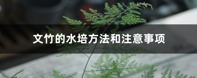 文竹的水培方法和注意事项 文竹的水培方法和注意事项