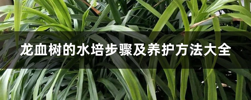 龙血树的水培步骤及养护方法大全 龙血树的水培步骤及养护方法大全