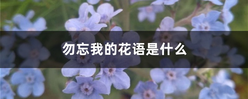 勿忘我的花语是什么 勿忘我的花语是什么