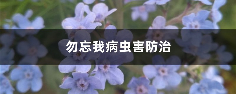 勿忘我病虫害防治 勿忘我病虫害防治