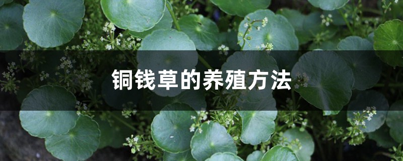铜钱草的养殖方法 铜钱草的养殖方法