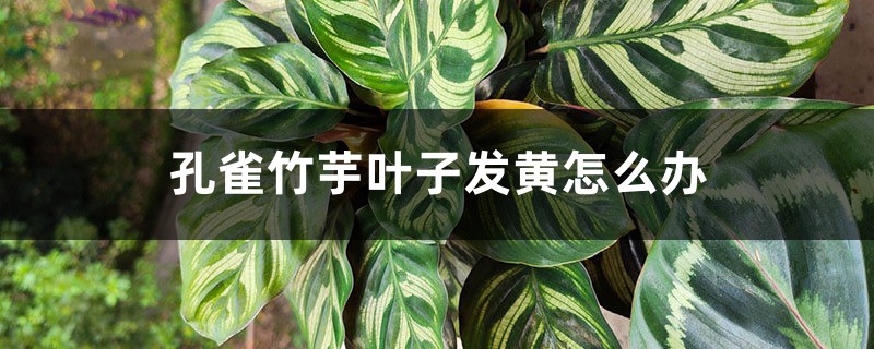 孔雀竹芋叶子发黄怎么办 孔雀竹芋叶子发黄怎么办