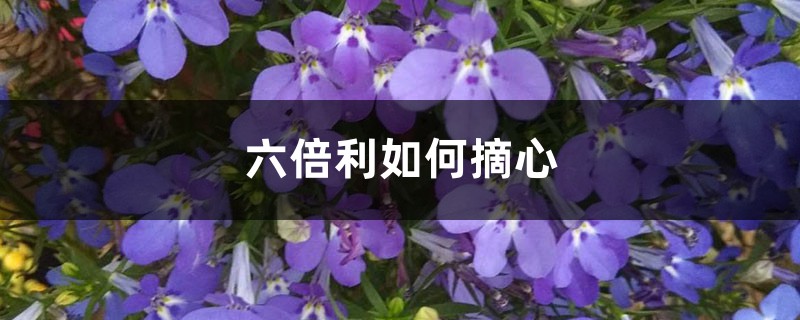 六倍利如何摘心 六倍利如何摘心