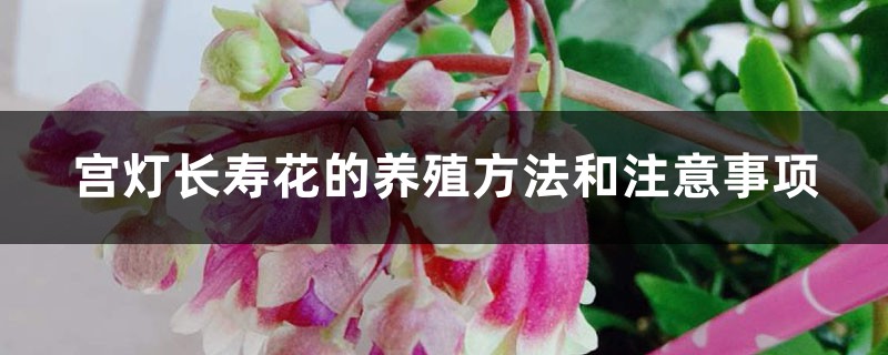 宫灯长寿花的养殖方法和注意事项 宫灯长寿花的养殖方法和注意事项
