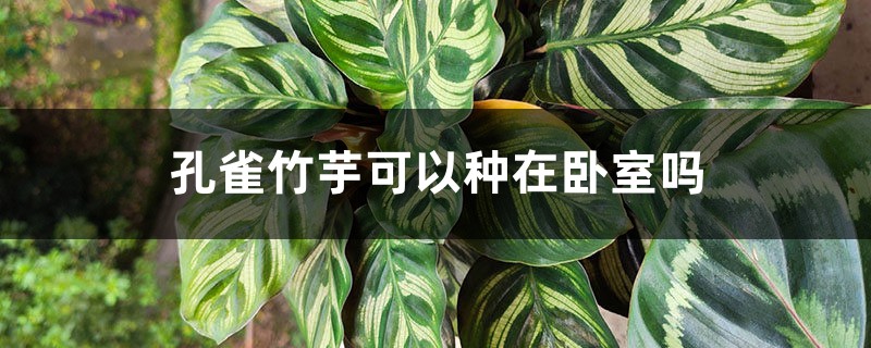 孔雀竹芋可以种在卧室吗 孔雀竹芋可以种在卧室吗