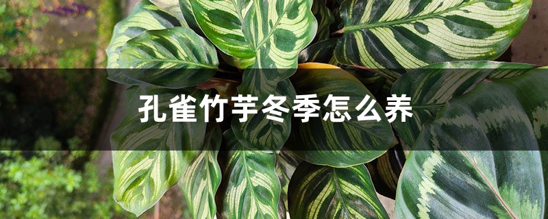 孔雀竹芋冬季怎么养 孔雀竹芋冬季怎么养