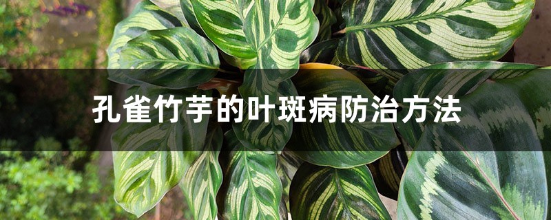 孔雀竹芋的叶斑病防治方法 孔雀竹芋的叶斑病防治方法