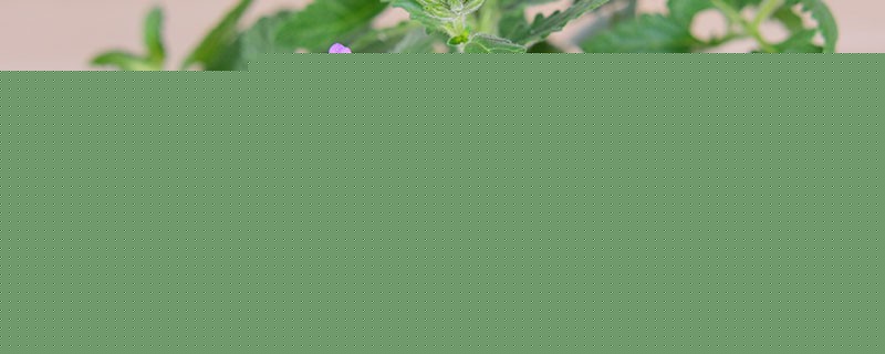 美女樱的虫害防治 美女樱的虫害防治