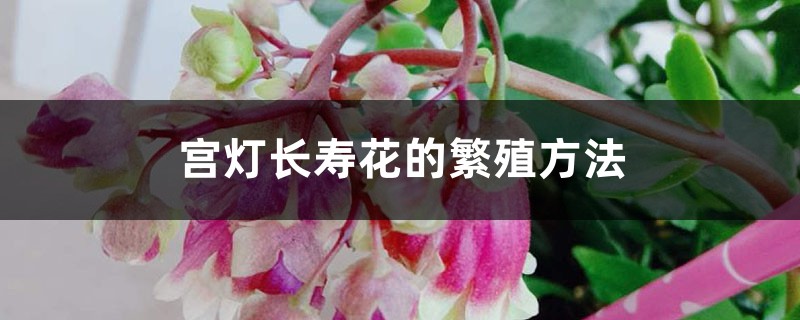 宫灯长寿花的繁殖方法 宫灯长寿花的繁殖方法