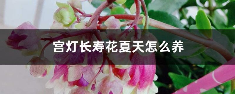 宫灯长寿花夏天怎么养 宫灯长寿花夏天怎么养