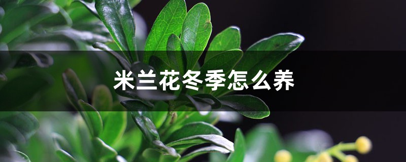 米兰花冬季怎么养 米兰花冬季怎么养