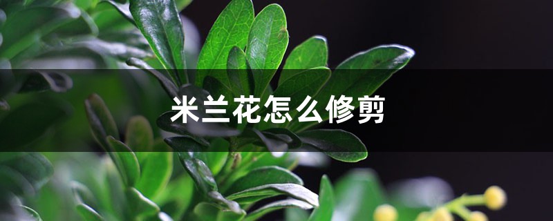 米兰花怎么修剪 米兰花怎么修剪