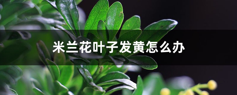 米兰花叶子发黄怎么办 米兰花叶子发黄怎么办