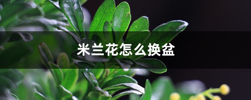 米兰花怎么换盆 米兰花怎么换盆