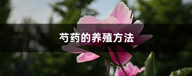 芍药的养殖方法 芍药的养殖方法