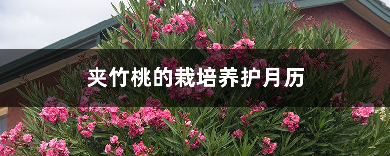 夹竹桃的栽培养护月历 夹竹桃的栽培养护月历