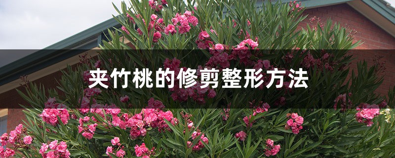 夹竹桃的修剪整形方法 夹竹桃的修剪整形方法