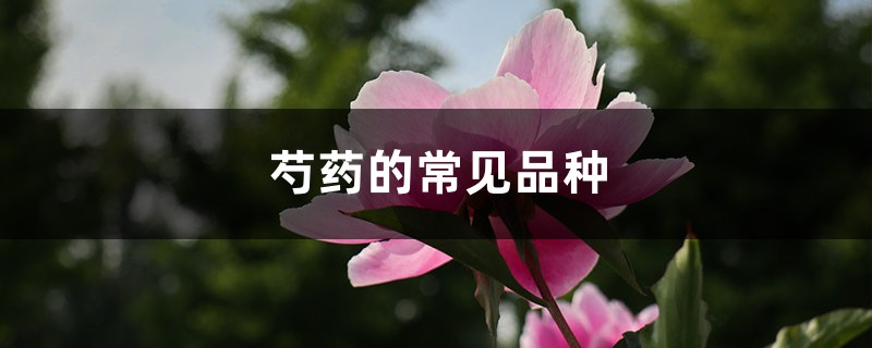 芍药的常见品种 芍药的常见品种