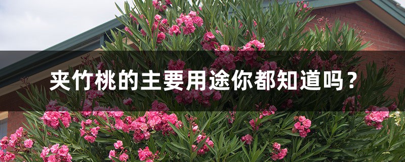 夹竹桃的主要用途你都知道吗? 夹竹桃的主要用途你都知道吗?