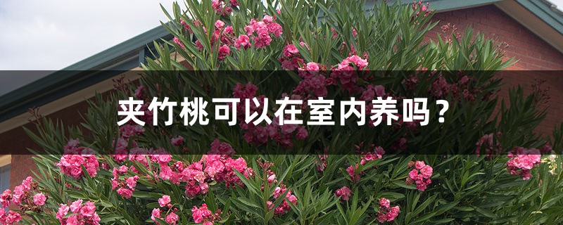 夹竹桃可以在室内养吗? 夹竹桃可以在室内养吗?