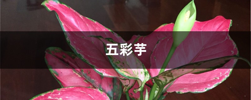 五彩芋(彩叶芋)的养殖方法和注意事项 五彩芋(彩叶芋)的养殖方法和注意事项