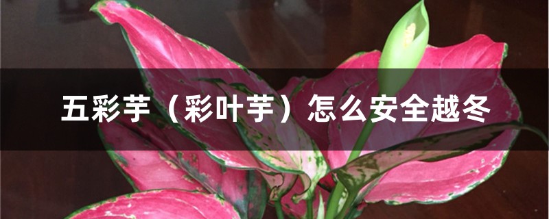 五彩芋(彩叶芋)怎么安全越冬 五彩芋(彩叶芋)怎么安全越冬