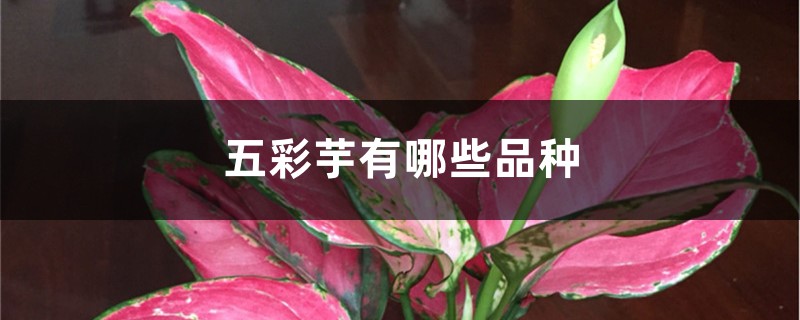 五彩芋有哪些品种 五彩芋有哪些品种