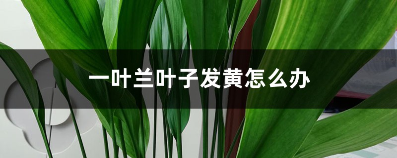 一叶兰叶子发黄怎么办 一叶兰叶子发黄怎么办
