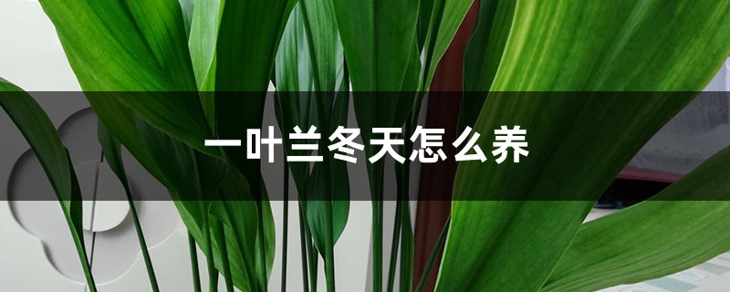 一叶兰冬天怎么养 一叶兰冬天怎么养