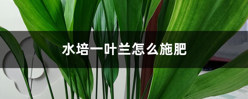 水培一叶兰怎么施肥 水培一叶兰怎么施肥