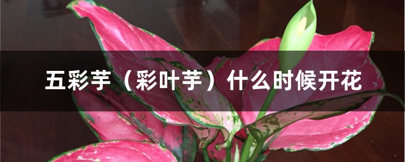 五彩芋(彩叶芋)什么时候开花 五彩芋(彩叶芋)什么时候开花